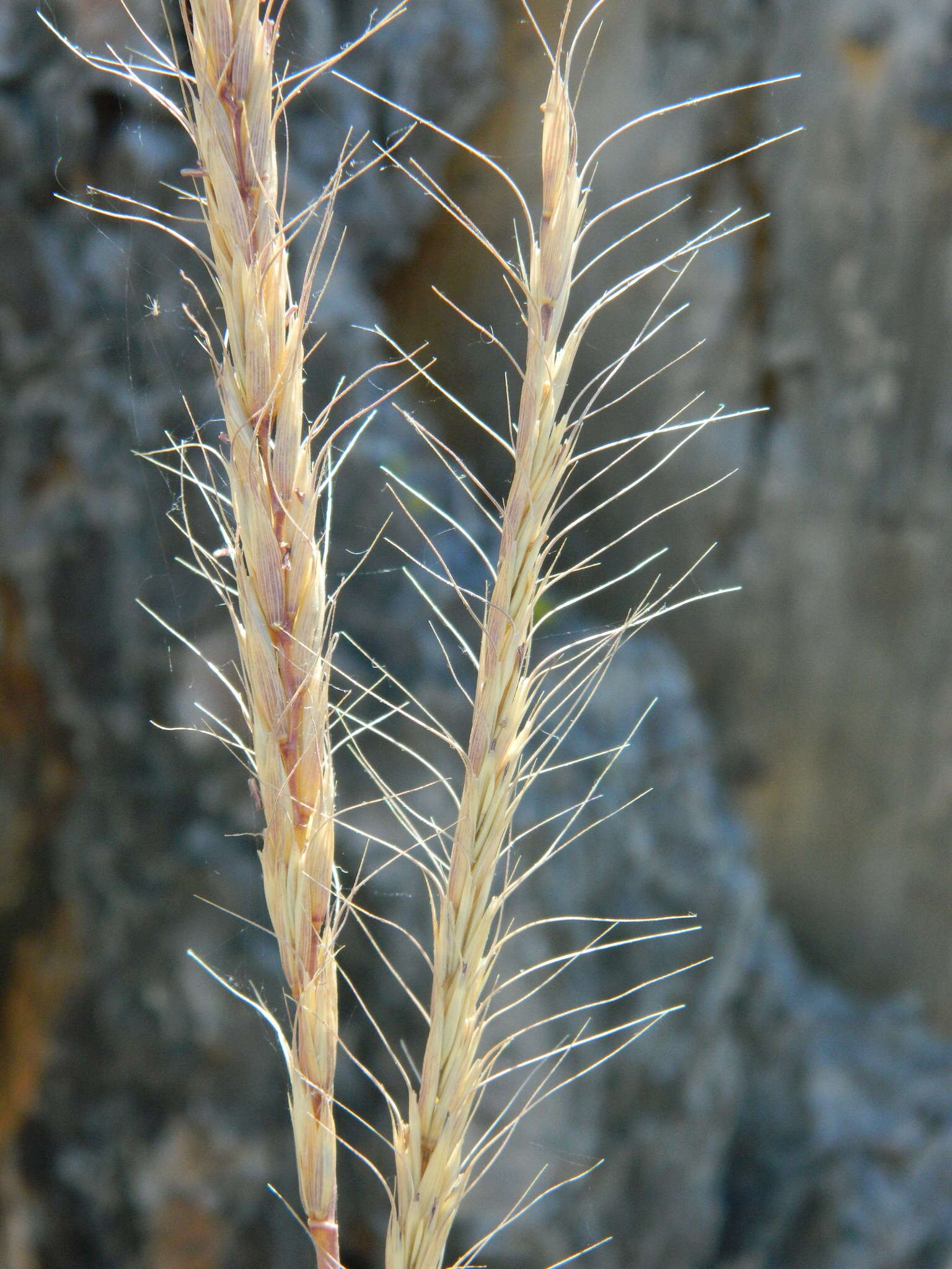 Imagem de Elymus glaucus Buckley