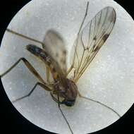 Image of Wood gnat