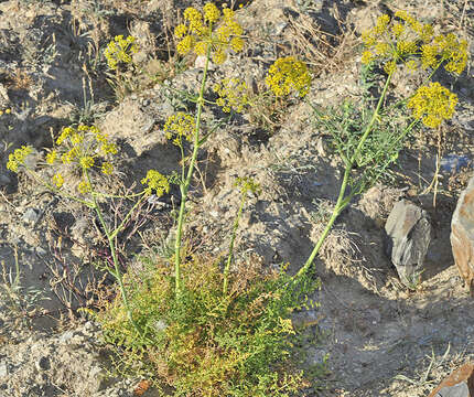 Image of Thapsia tenuifolia Lag.