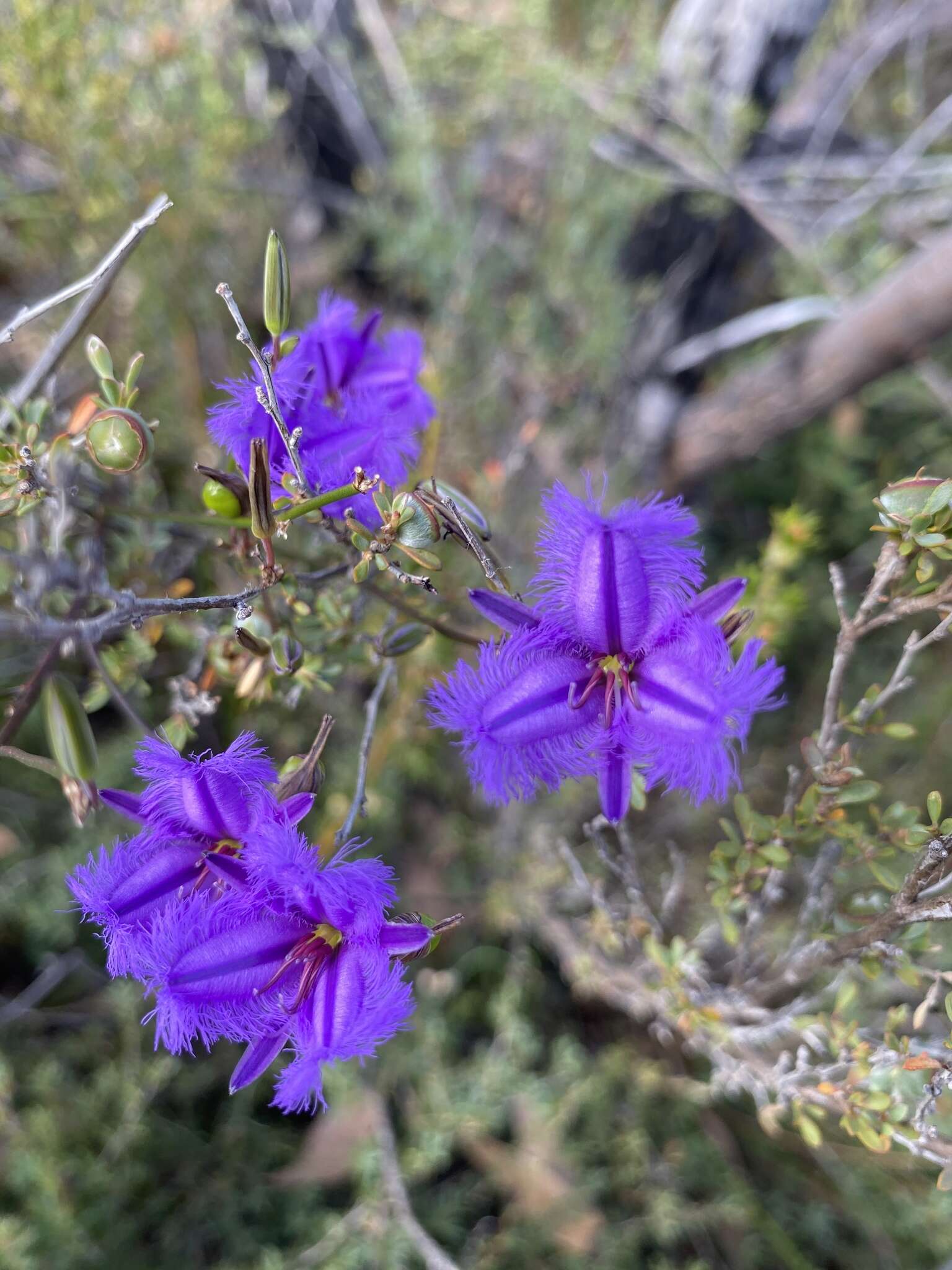 Слика од Thysanotus racemoides Sirisena, T. D. Macfarl. & Conran