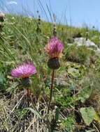 Image of Klasea radiata (Waldst. & Kit.) A. & D. Love