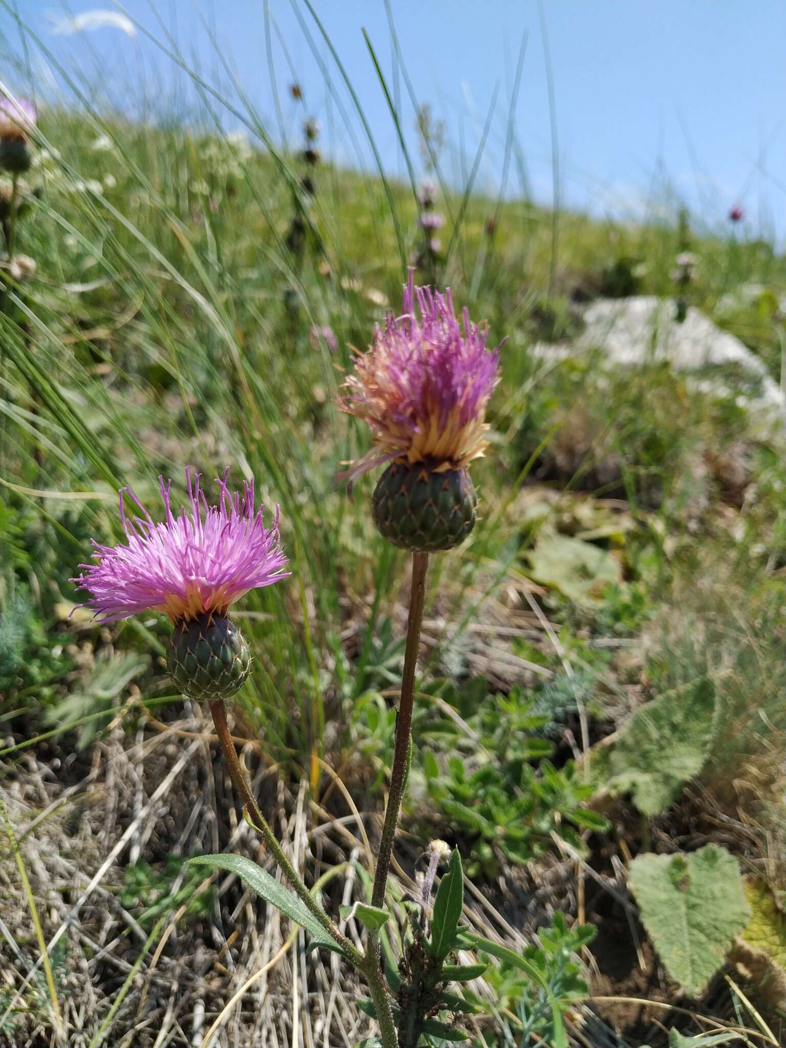 صورة Klasea radiata (Waldst. & Kit.) A. & D. Love