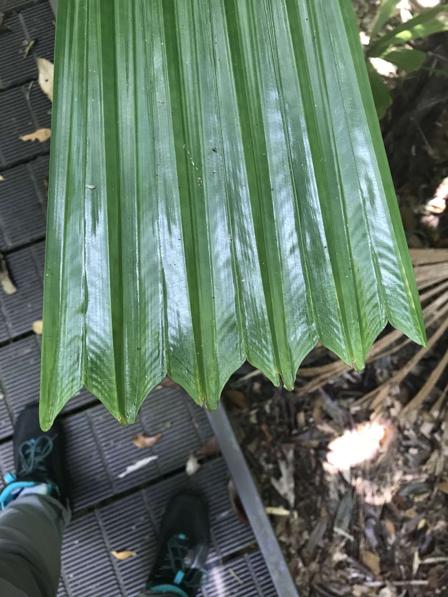 Image of Licuala fan palm