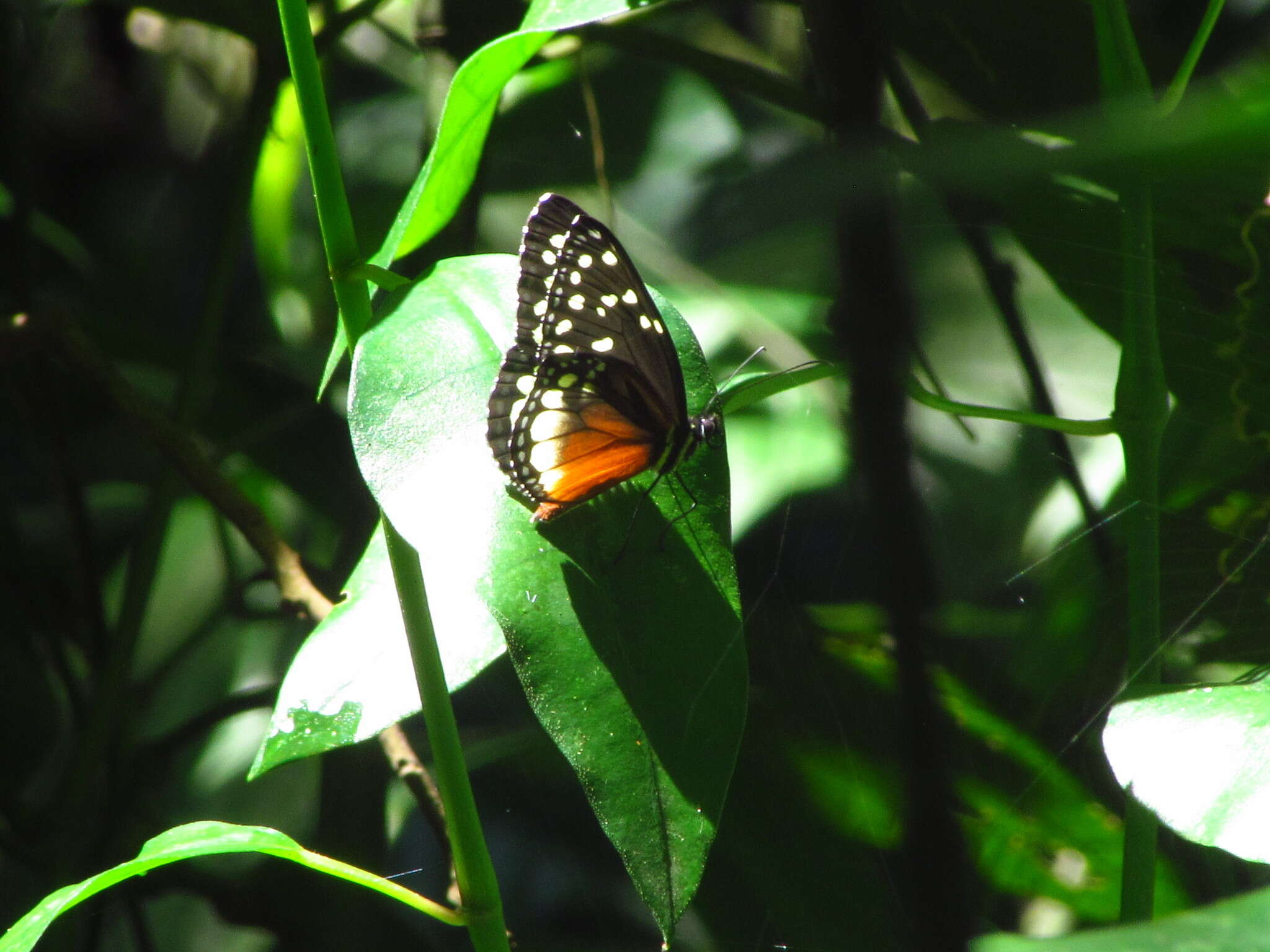 Imagem de Tithorea tarricina hecalesina Felder & Felder 1865