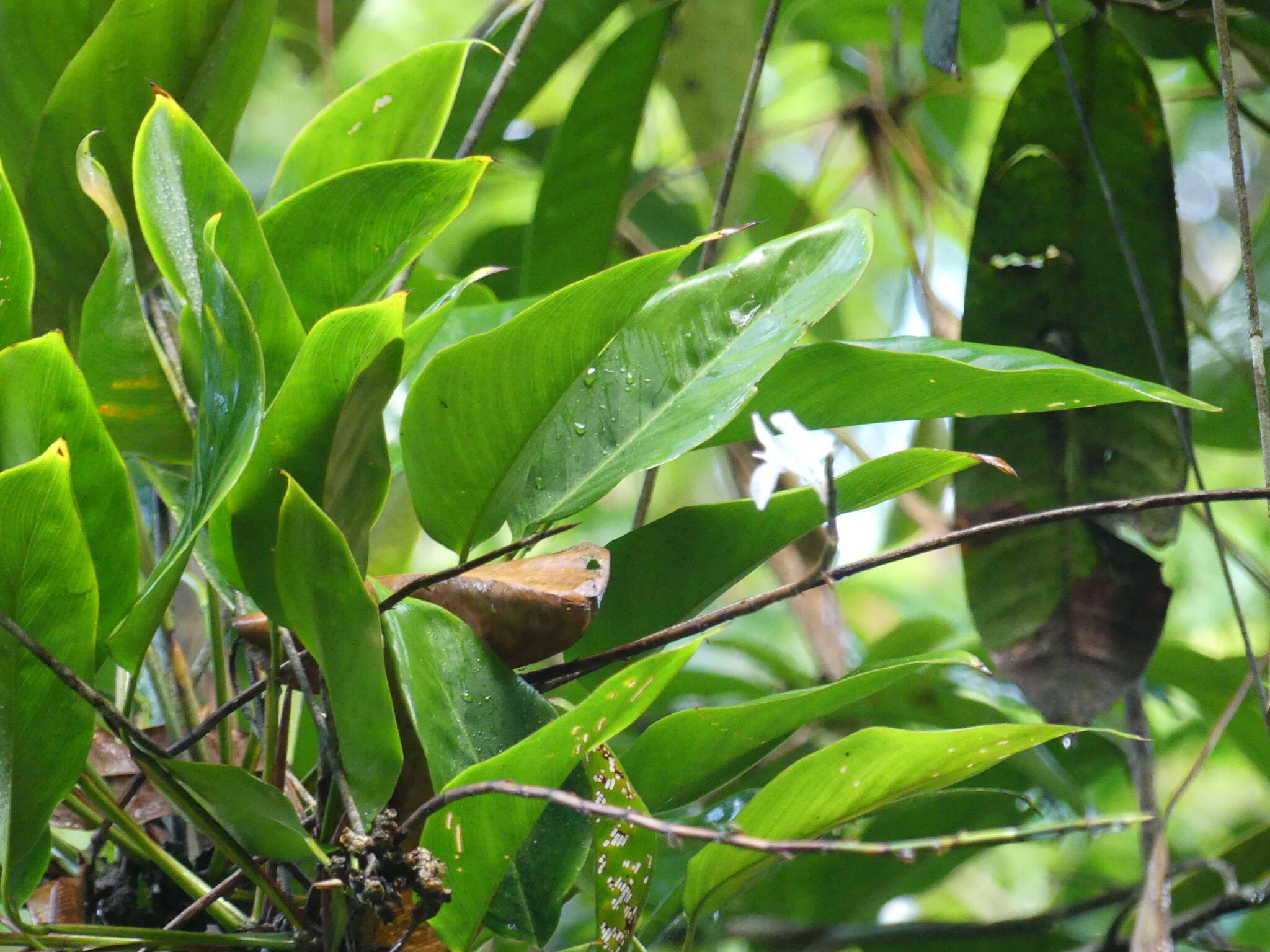 Plancia ëd Ischnosiphon centricifolius L. Andersson