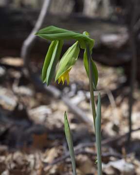 Image de Uvularia grandiflora Sm.