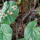 Image of Begonia serotina A. DC.