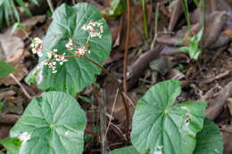 Image of Begonia serotina A. DC.