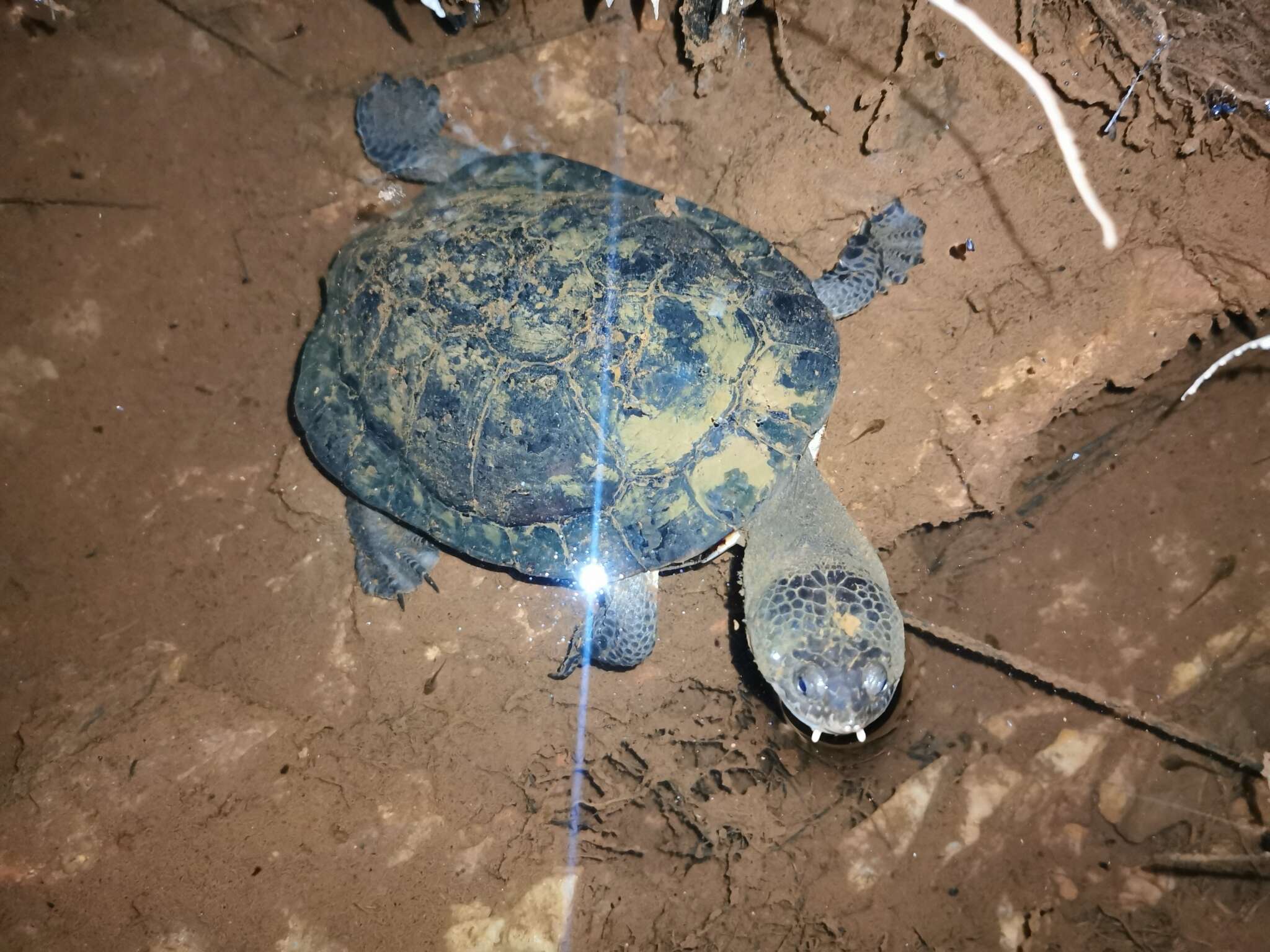 Image of Vanderhaege’s Toadhead Turtle