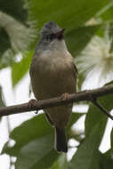 Image of Black-chinned Yuhina