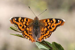 Imagem de Thaleropis ionia Fischer von Waldheim & Eversmann 1851