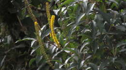 Image of Abatia parviflora Ruiz & Pav.