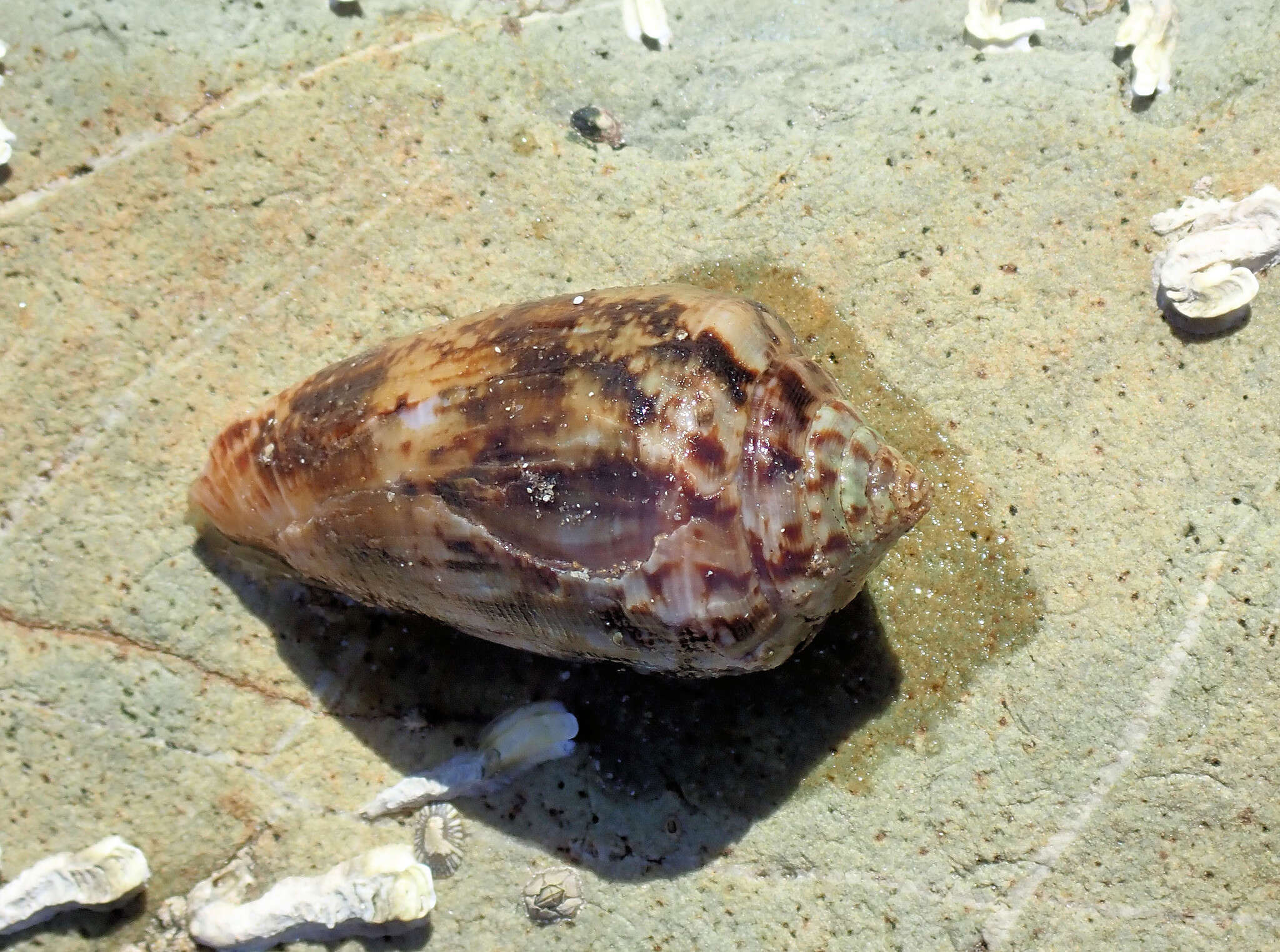 Image of Anemone Cone