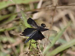 Image of Rhyothemis braganza Karsch 1890