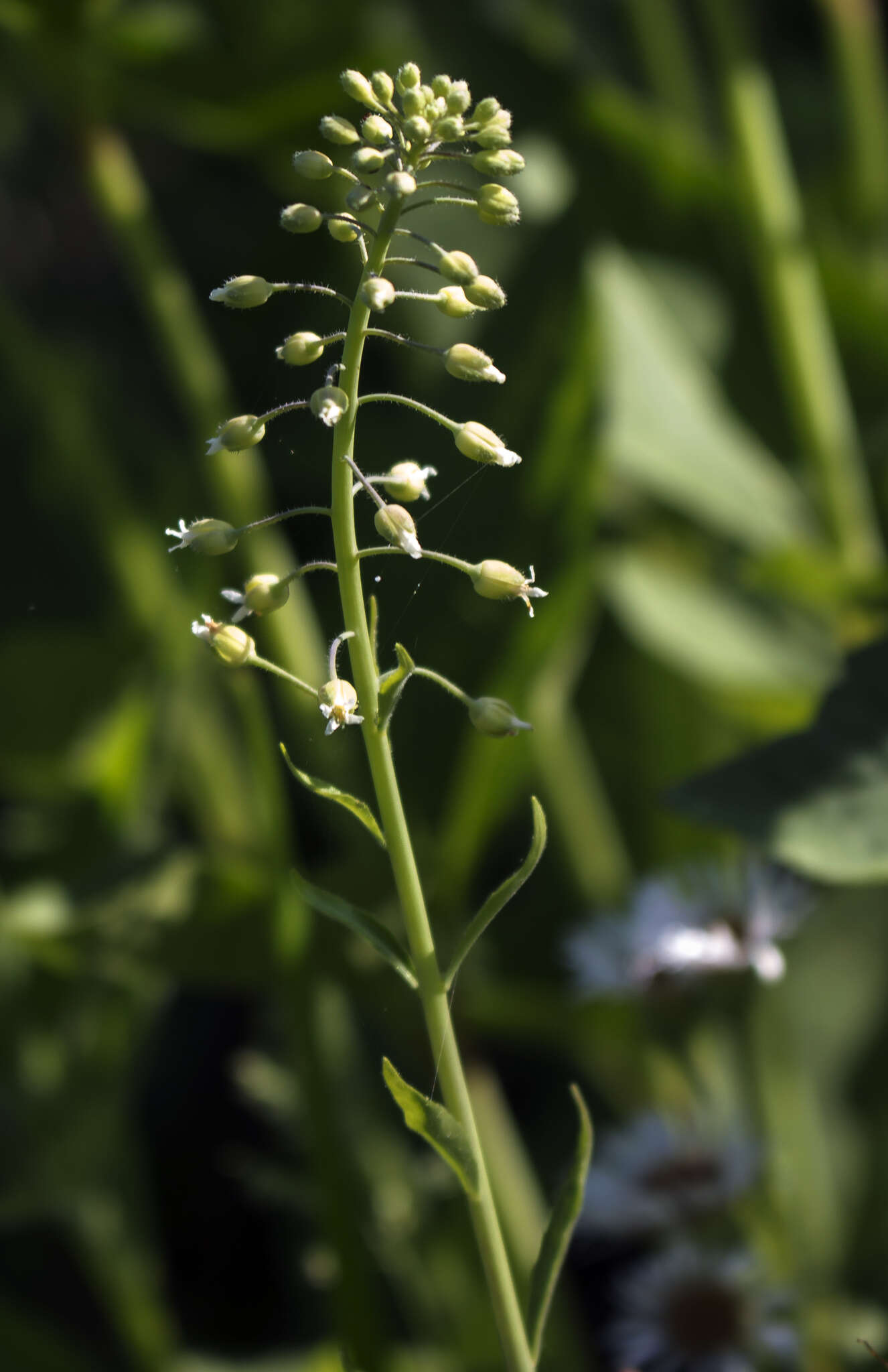 Image of Borodinia canadensis