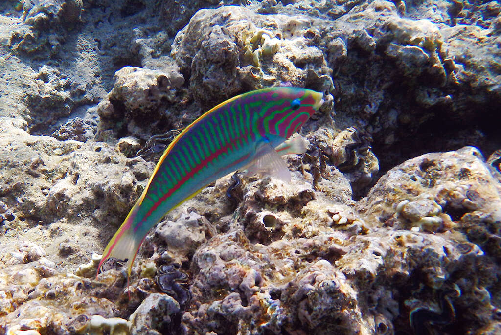 Image of Klunzinger's wrasse