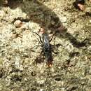 Image of Spider wasp