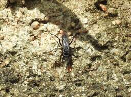 Image of Spider wasp