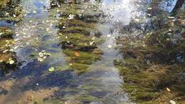 Image of River Water-crowfoot