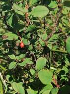 Image of Cotoneaster uniflorus Bunge