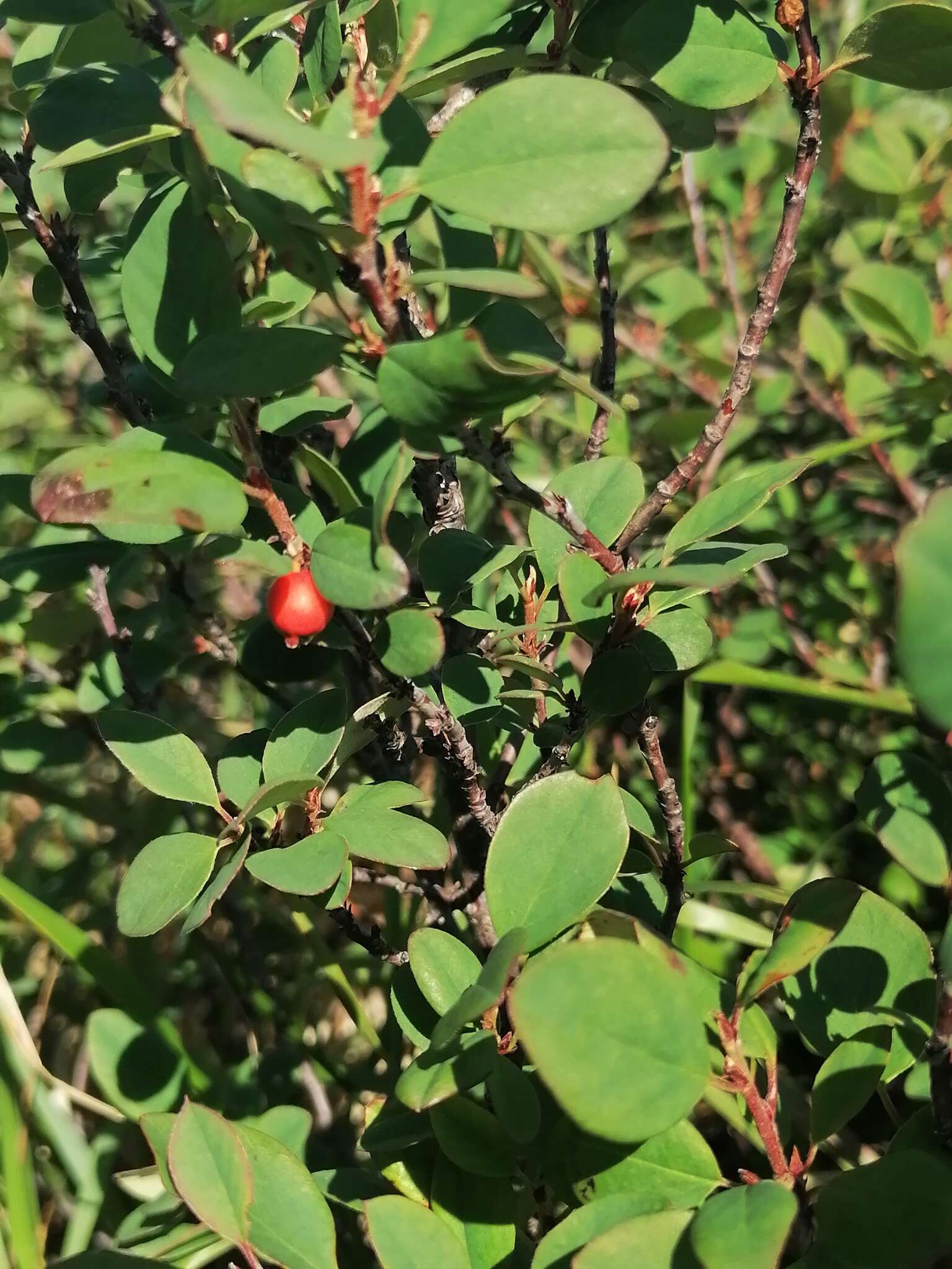 Image of Cotoneaster uniflorus Bunge