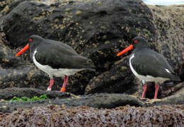 Image of Chatham Island Pied Oystercatcher