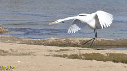 Image of Ardea alba alba Linnaeus 1758