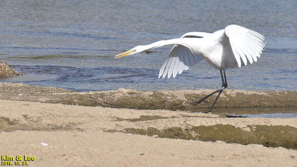 Image of Ardea alba alba Linnaeus 1758