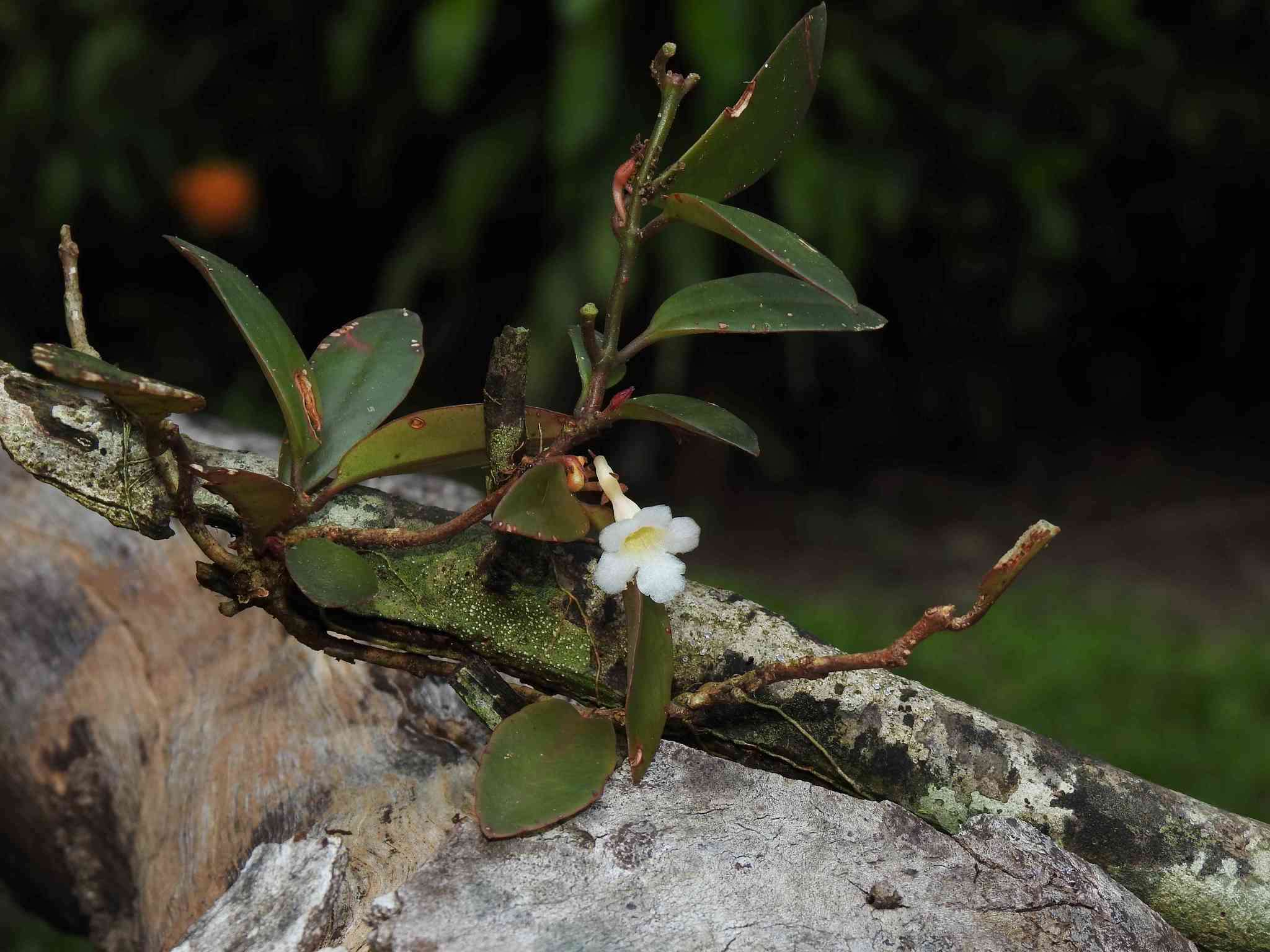 Image of <i>Codonanthopsis crassifolia</i>