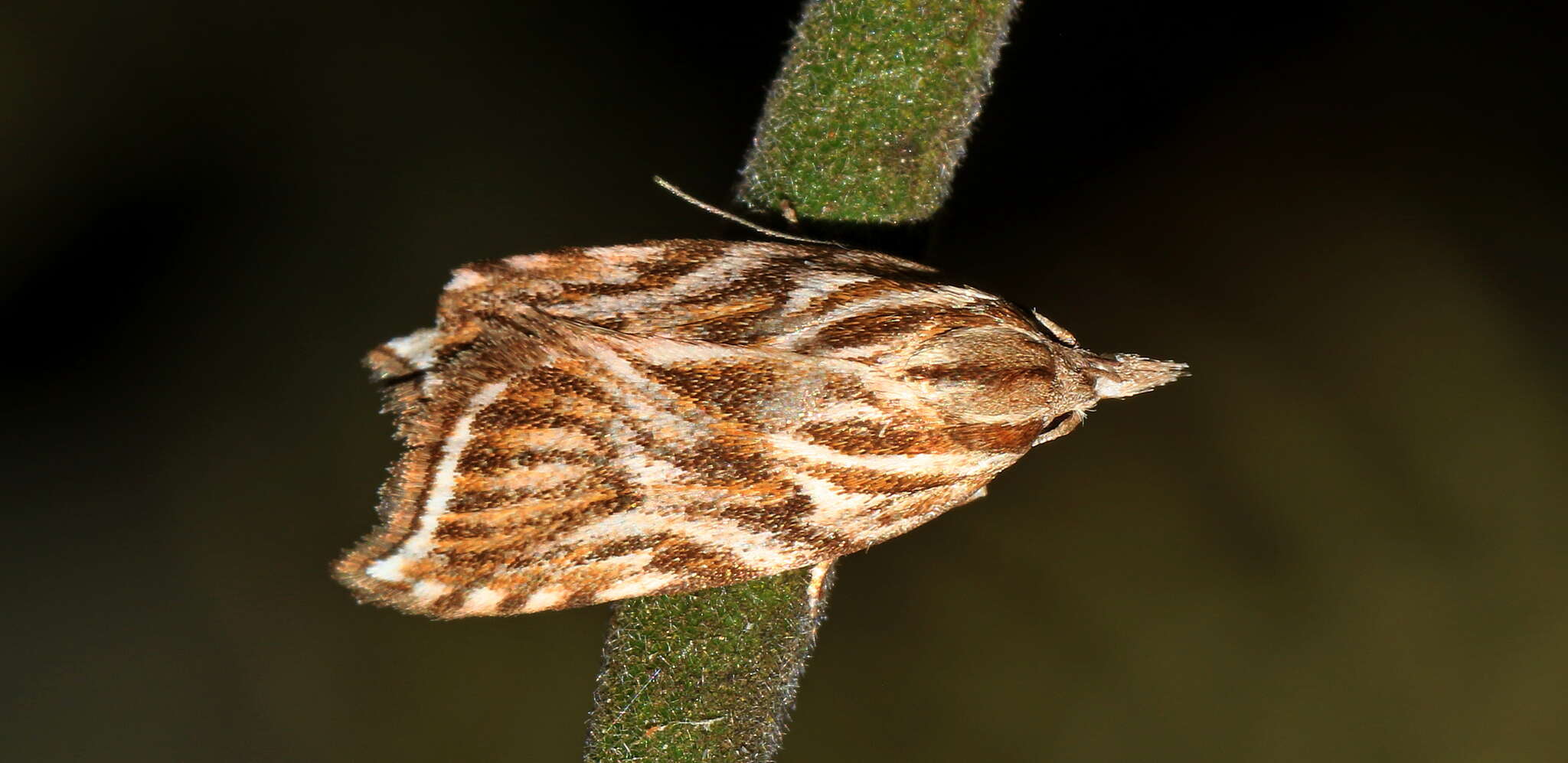 Image of Tortricopsis aulacois Meyrick 1883