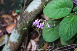 Image of Oreocharis benthamii var. reticulata Dunn