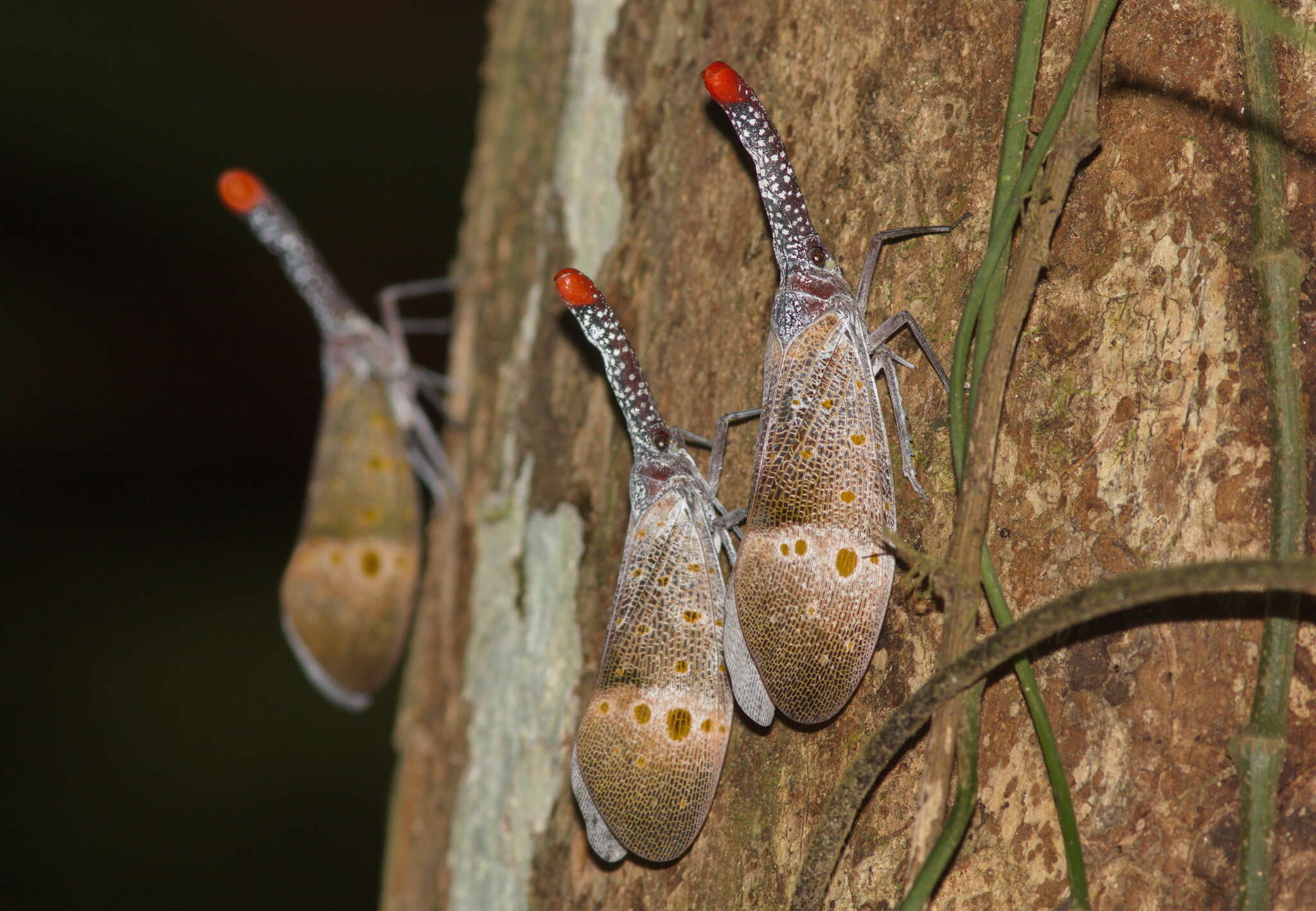 Pyrops pyrorhynchus (Donovan 1800) resmi