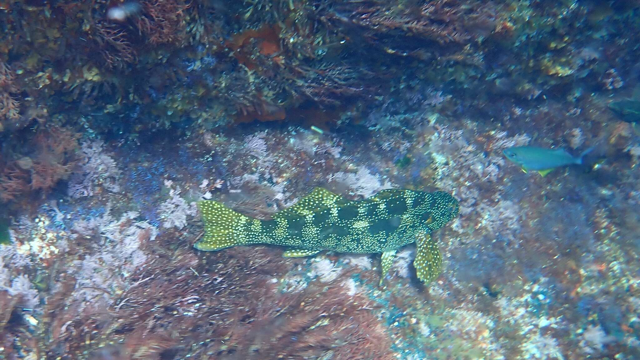 Image of Notchheaded marblefish