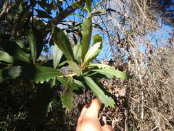 Image of Brachylaena glabra (L. fil.) Druce