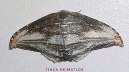 Image of Morphomima fulvitacta Warren 1904