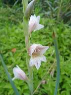 Слика од Gladiolus elliotii Baker