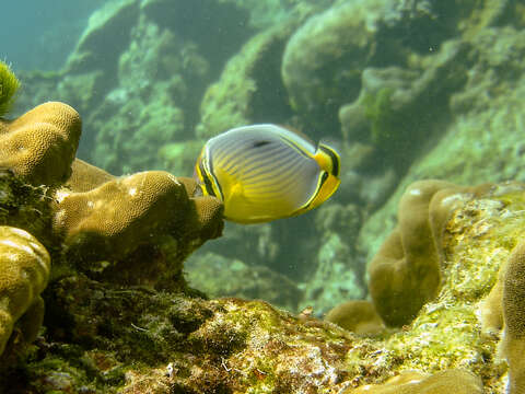 Image of Lineated Butterflyfish