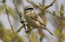 Image of Chinese Penduline Tit