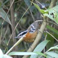 Image of Bertoni's Antbird