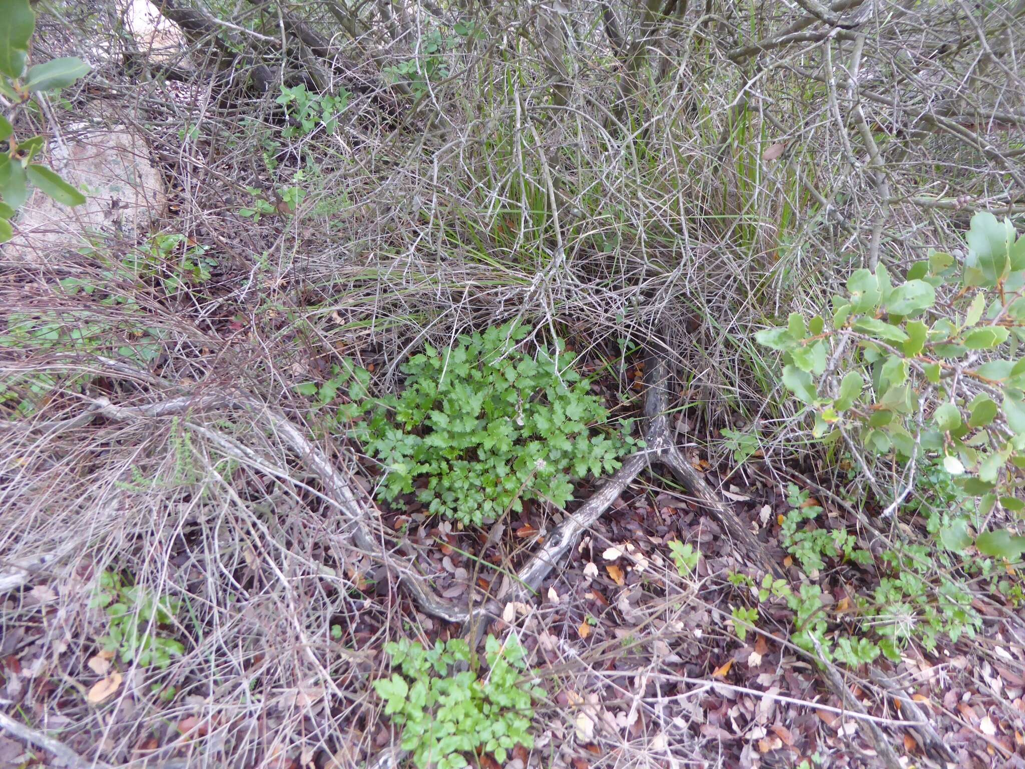 Image of southern umbrellawort