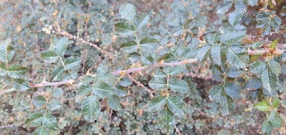 Image of Mediterranean rose