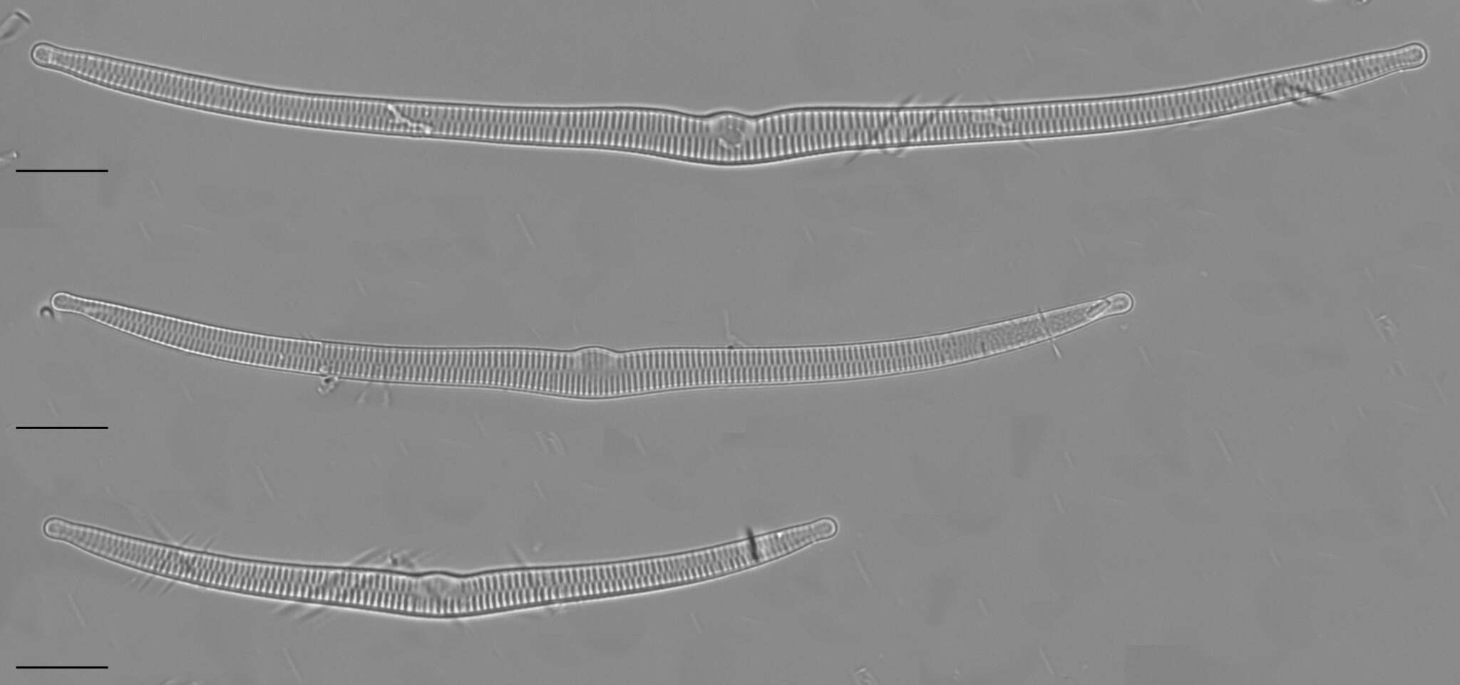 Sivun Hannaea superiorensis Bixby, Edlund & Stoermer kuva