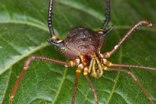 Image of <i>Neosadocus maximus</i> (Giltay 1928)