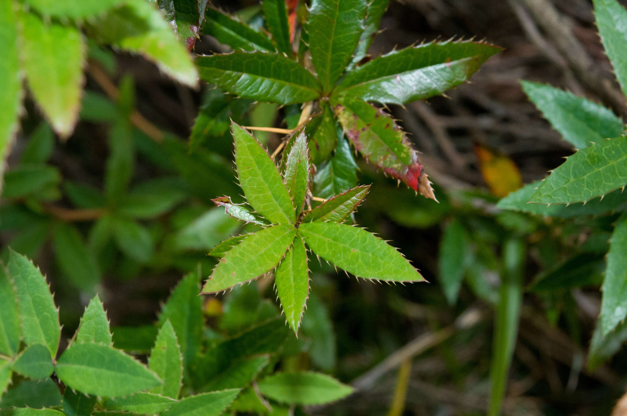 Image of Berberis pengii C. C. Yu & K. F. Chung