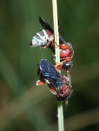 Triepeolus rufithorax Graenicher 1928 resmi