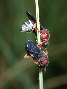 Слика од Triepeolus rufithorax Graenicher 1928