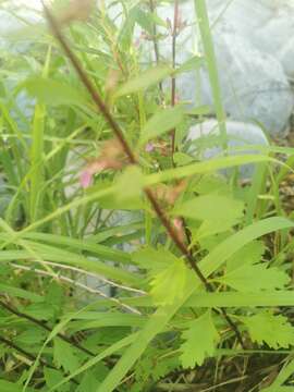 Image of Teucrium lucidum L.