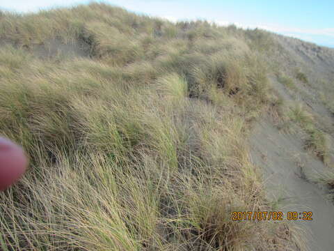 Image of European beachgrass