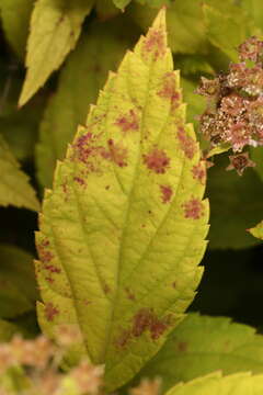 Image of Blumeriella filipendulae (Thüm.) Rossman 2014