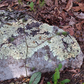 Image of rattlesnakeweed